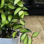 Hoya lacunosa Souma / sadzonka cięta (1 węzeł, 2 liście)