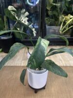 Epipremnum Giganteum variegata #1 - obrazek 5