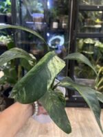 Epipremnum Giganteum variegata #1 - obrazek 3