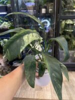 Epipremnum Giganteum variegata #1 - obrazek 2