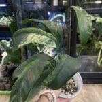 Epipremnum Giganteum variegata