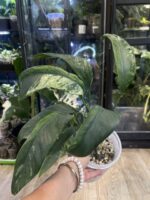 Epipremnum Giganteum variegata