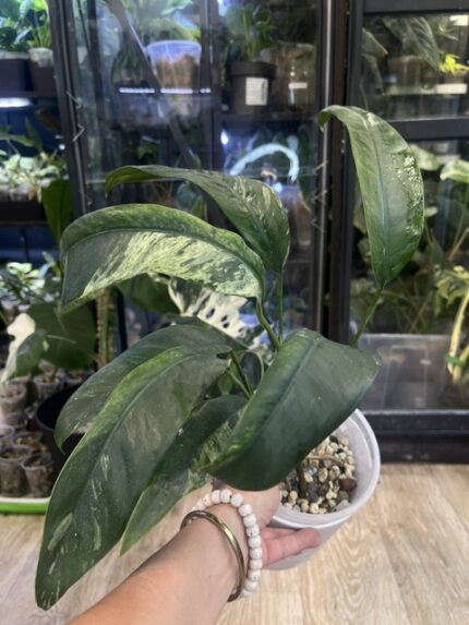 Epipremnum Giganteum variegata