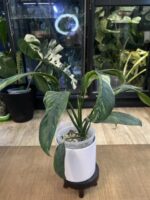 Epipremnum Giganteum variegata #1 - obrazek 4