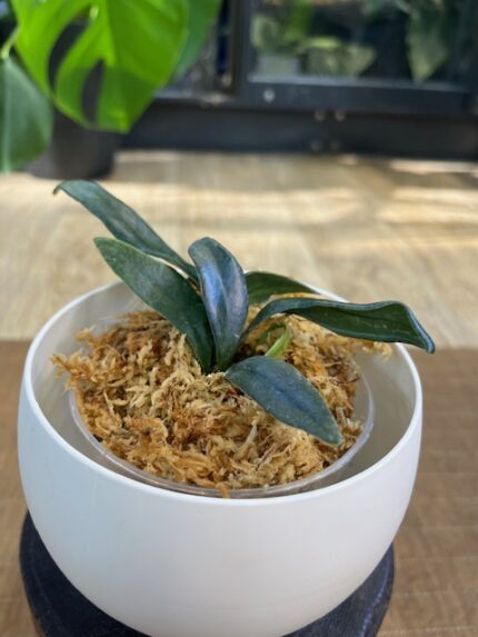 Microsorum Thailandicum
