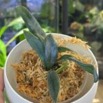 Microsorum Thailandicum
