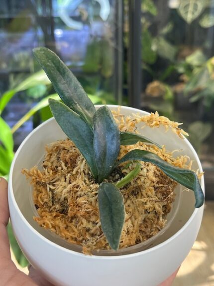 Microsorum Thailandicum