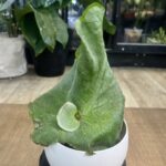 Platycerium Grande x Elephantotis