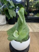 Platycerium Grande x Elephantotis
