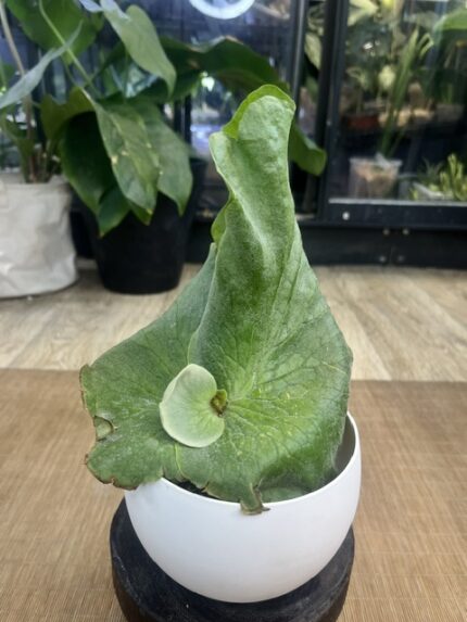 Platycerium Grande x Elephantotis