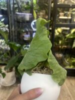 Platycerium Grande x Elephantotis #1 - obrazek 3