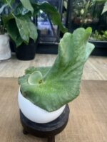 Platycerium Grande x Elephantotis #1 - obrazek 4