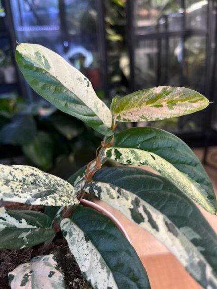 Ficus sagittata ‘Pink’ #1