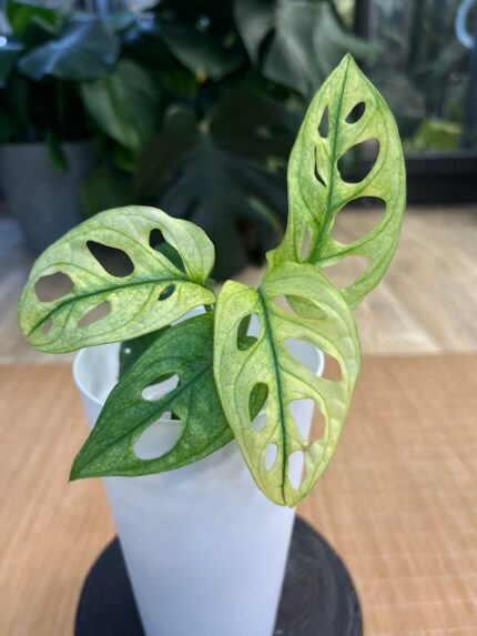 Monstera adansonii variegata #3