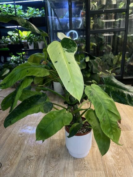 Philodendron Jose Buono XXL