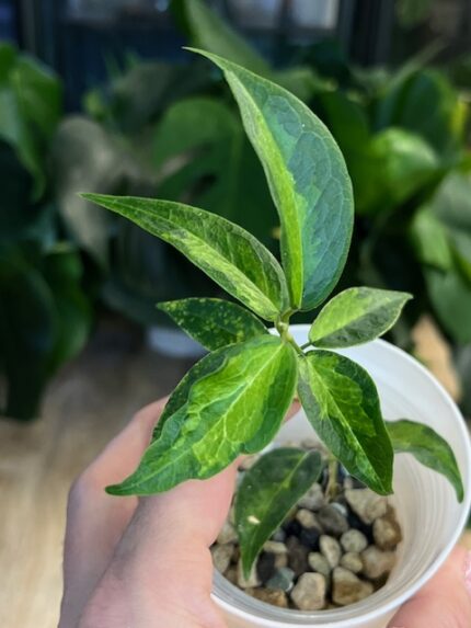Hoya dennisii ‘Frida’ #2