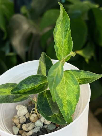Hoya dennisii ‘Frida’ #1