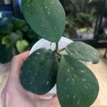 Hoya obovata ‘Splash’ #1