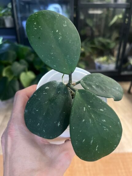 Hoya obovata ‘Splash’ #3