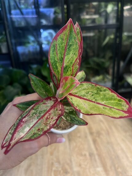 Aglaonema 'Siam Aurora Variegata' #1