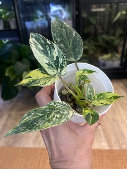 Philodendron Emerald Ice (aurea) #2