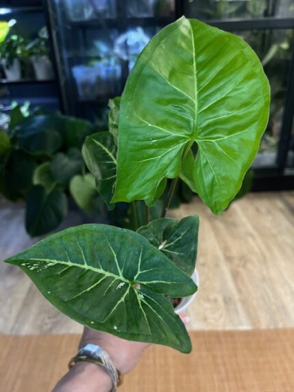 Syngonium Panda / regres #1