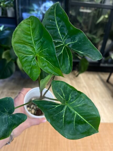 Syngonium Panda / regres #2