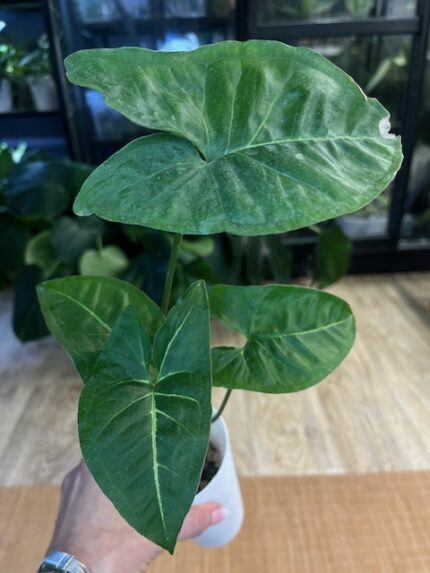 Syngonium Panda / regres #3