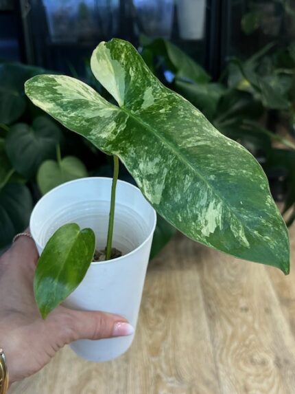 Philodendron Paradise Beauty ( Florida Beauty x Paraiso verde) #1