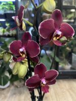 Phalaneopsis Ola / storczyk - obrazek 2