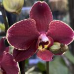 Phalaneopsis Ola / storczyk