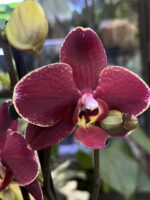 Phalaneopsis Ola / storczyk