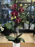 Phalaneopsis Ola / storczyk - obrazek 3