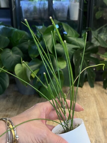Hoya spartoides - Hoya o wyjątkowym wyglądzie