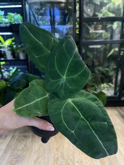 Anthurium Forgetti x Regale #1