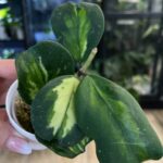 Hoya obovata variegata #1
