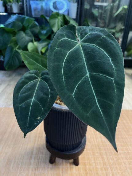 Anthurium BVIT (Black Velvet Indo Type ) x Michelle #1