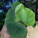 Platycerium elephantotis x alcicorne #1