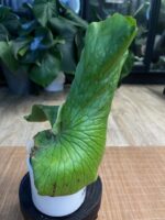 Platycerium elephantotis #1 - obrazek 2