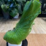 Platycerium elephantotis #1
