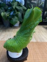 Platycerium elephantotis #1