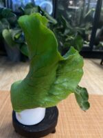 Platycerium elephantotis #1 - obrazek 6