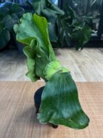 Platycerium elephantotis #1 - obrazek 4