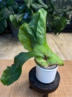 Platycerium elephantotis #1 - obrazek 3