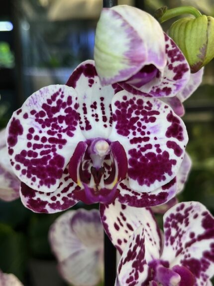 Phalaenopsis Bohemian Mondriaan / storczyk