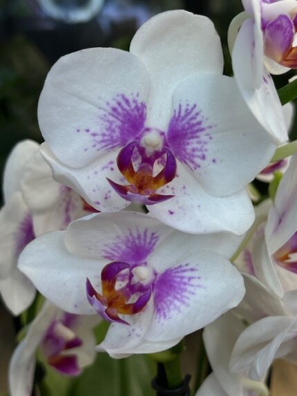 Phalaenopsis Boquetto Passione / storczyk