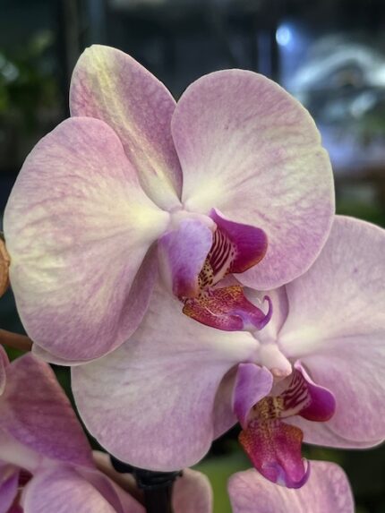 Phalaenopsis Pink Wedding / storczyk