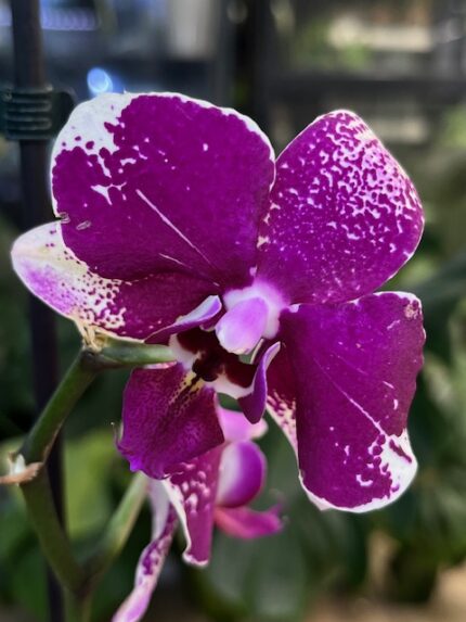 Phalaenopsis Rombley / storczyk