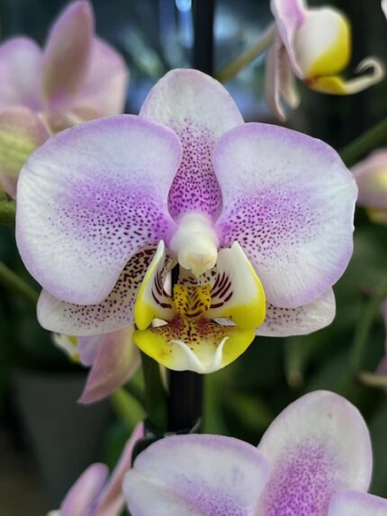 Phalaenopsis Carola / storczyk