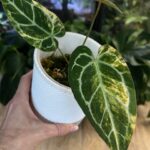 Anthurium Magna x Dressleri Variegata